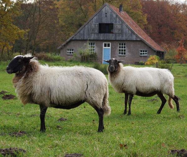 Schoonebeeker Heideschaap.jpg